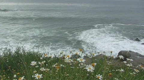 Pacific Ocean Overlook with Spring Flowers – Time Lapse Stock Footage 342385