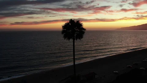 Pacific Ocean Palm Tree Drone Stock Footage 111546337