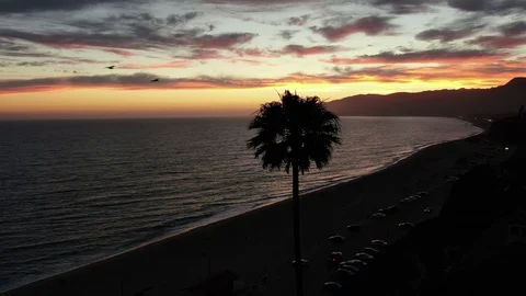 Pacific Ocean Palm Tree Silhouette Drone Stock Footage 111546489