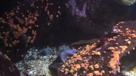 Pacific Ocean sea bed Video stock 20166442