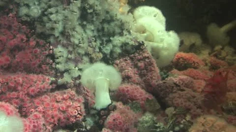 Pacific Ocean sea bed Stock Footage 20250899