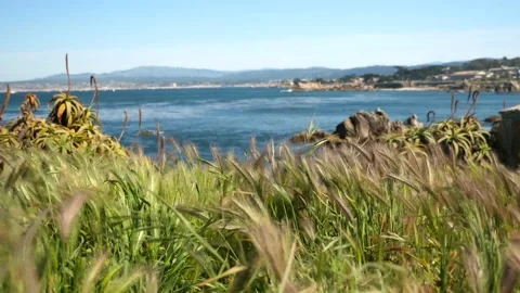 Pacific ocean through grass Stock Footage 142177794