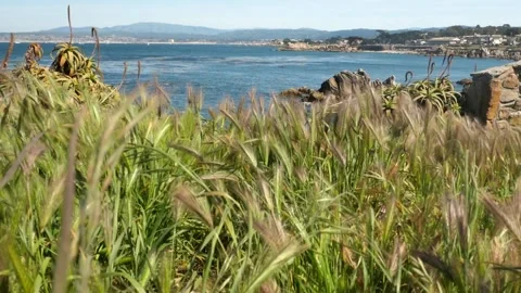Pacific ocean through grass Stock Footage 142178214