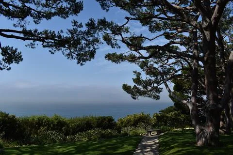 Pacific Ocean with Trees Stock Photos