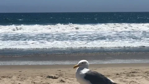 Pacific Ocean View with Seagull Walking on Santa Monica Beach Stock Footage