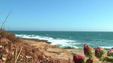 Pacific Ocean with waves and plants, flowers, Baja, California Stock Footage 299014