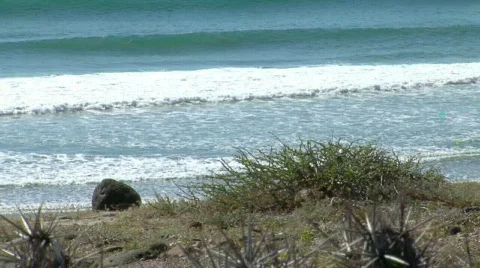 Pacific Ocean / Waves/ cactus/ Baja, California Stock Footage 298739