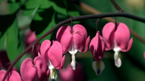 Pacific or Wild Bleeding Heart, Dicentra Formosa Video stock 88985909