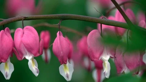 Pacific or Wild Bleeding Heart, Dicentra Formosa Stock Footage 88986023