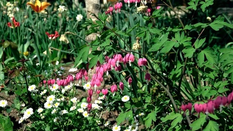 Pacific or Wild Bleeding Heart, Dicentra Formosa Stock-Footage 88986113