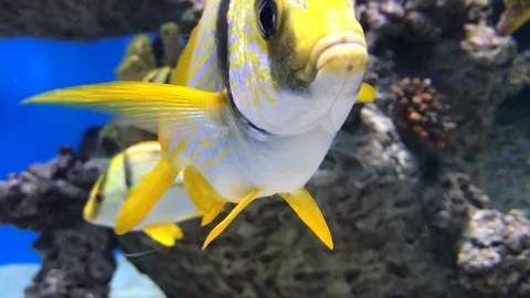 Pacific porkfish underwater closeup Stock Footage 98532467