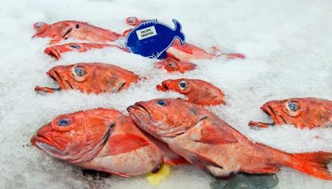 Pacific red snapper on ice Stock Photos