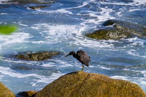 Pacific reef egret, black pacific reef egret looking for fish at beach rock Stock Photos