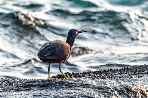 The Pacific Reef-Egret Stock Photos