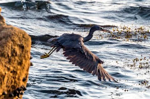 The Pacific Reef-Egret Stock Photos
