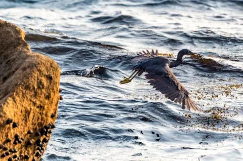 The Pacific Reef-Egret Stock Photos