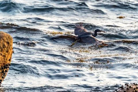 The Pacific Reef-Egret Stock Photos