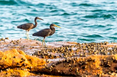 The Pacific Reef-Egret Stock Photos