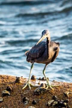 The Pacific Reef-Egret Stock Photos