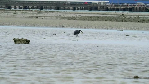 Pacific Reef Heron Eating Crab on Tropical Tidal Flat Stock-Footage 340961627
