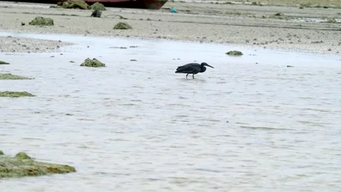 Pacific Reef Heron Hunting in Shallow Water at Low Tide Video stock 340868952