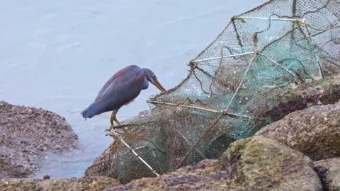 Pacific Reef Heron Perched on Discarded Fish Trap by the Sea Stock Footage 342219470