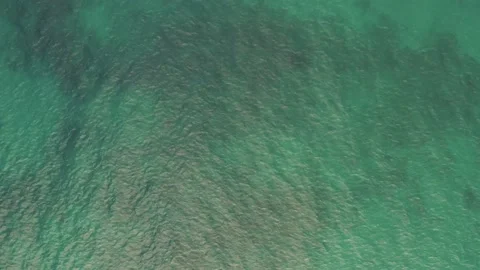 PACIFIC REEF MAUI OVERHEAD DRONE Stock Footage 227229963