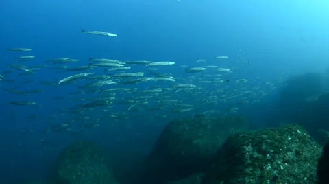 Pacific reef with silver fish Stock Footage 33853362