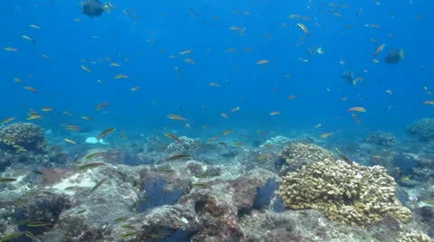 Pacific Reefs Stock Footage 24261229