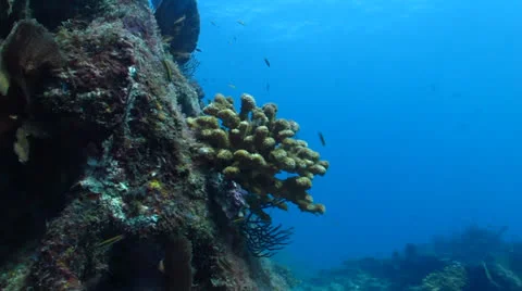 Pacific Reefs Stock Footage 24261705