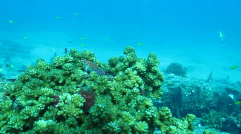 Pacific Reefs Stock Footage 24262022