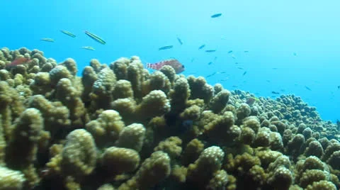 Pacific Reefs Stock Footage 24265193