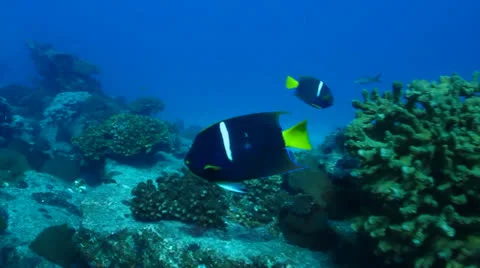 Pacific Reefs Stock Footage 24266459