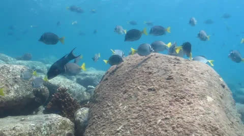 Pacific Reefs Stock Footage 24269818