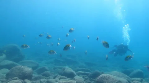 Pacific Reefs Stock Footage 24270511