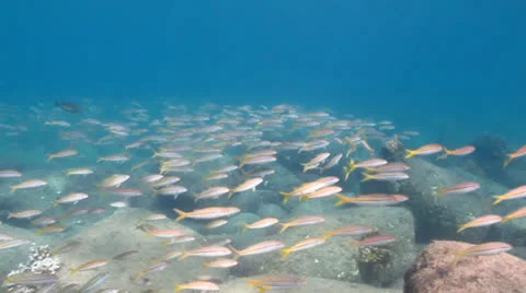 Pacific Reefs Stock Footage 24281116