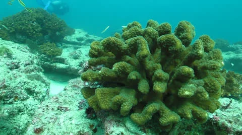Pacific Reefs Stock Footage 24281512