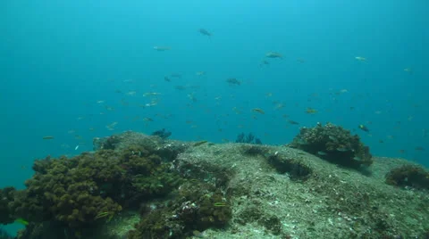 Pacific Reefs Stock Footage 24282899