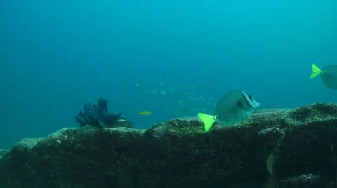 Pacific Reefs Stock Footage 24282925