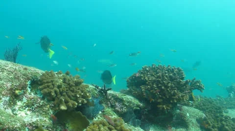 Pacific Reefs Stock Footage 24285069