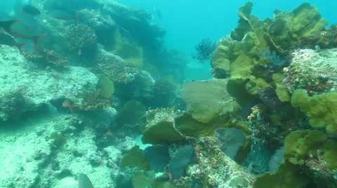 Pacific Reefs Stock Footage 24289236