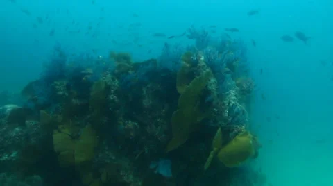 Pacific Reefs Stock Footage 24292356
