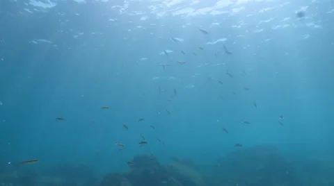 Pacific Reefs Stock Footage 24343146