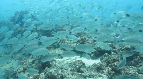 Pacific Reefs Stock Footage 24351302