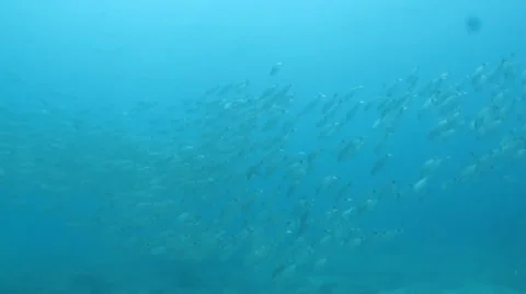 Pacific Reefs Stock Footage 24353361