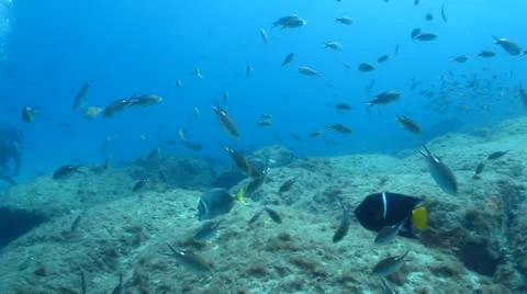 Pacific Reefs Stock Footage 24359757