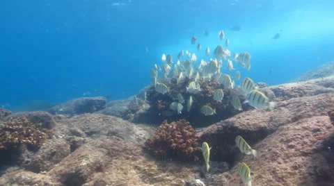 Pacific Reefs Stock Footage 24360793