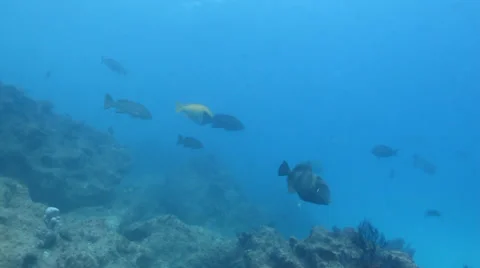 Pacific Reefs Stock Footage 24389006