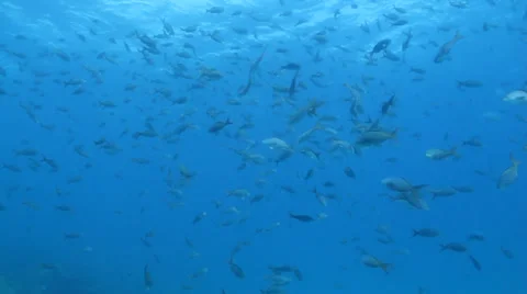 Pacific Reefs Stock Footage 24389586