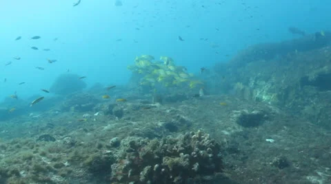 Pacific Reefs Stock Footage 24402093